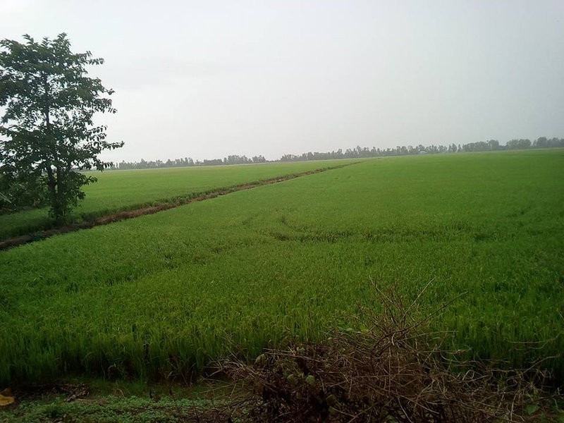 CANH ONG NHA SAP 3.jpg